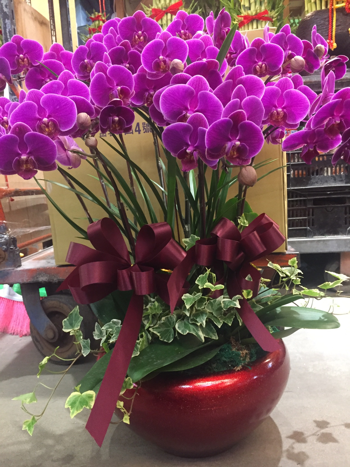 編號:D0033----紅玉典藏蘭花